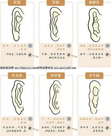 耳垂小 面相